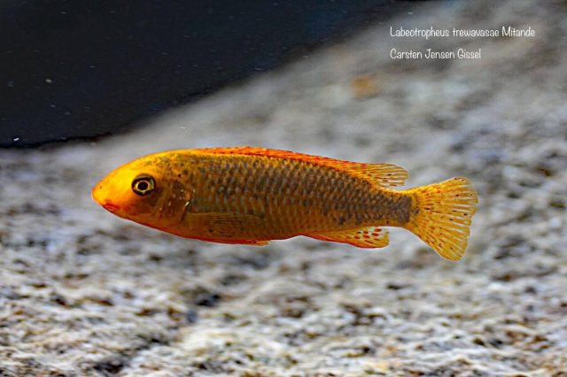 Labeotropheus trewavasae Mitande (O samice)