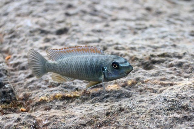 Labeotropheus trewavasae Mitande (samice)