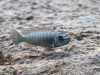 Labeotropheus trewavasae Mitande (samice)