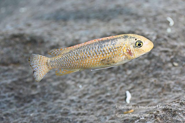 Labeotropheus trewavasae Mitande (O samice)