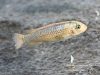 Labeotropheus trewavasae Mitande (O samice)