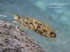 Labeotropheus trewavasae Mitande (OB samice)