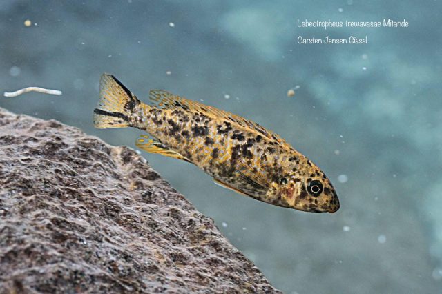 Labeotropheus trewavasae Mitande (OB samice)