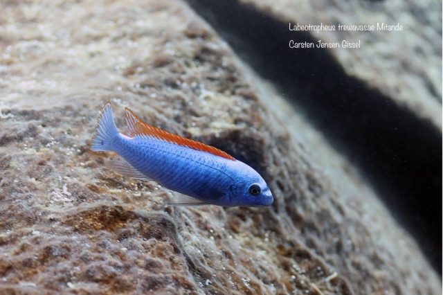 Labeotropheus trewavasae Mitande (samec)