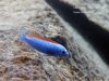 Labeotropheus trewavasae Mitande (samec)