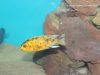 Tropheops tropheops Crocodile Rocks 