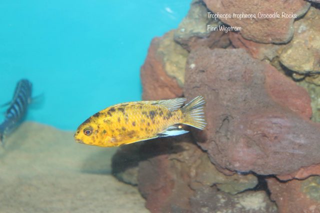 Tropheops tropheops Crocodile Rocks 