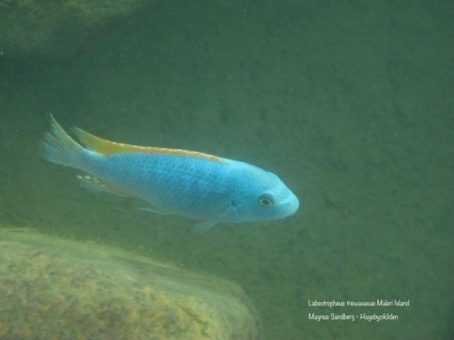 Labeotropheus trewavasae