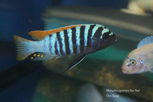Metriaclima pyrsonotos Kambiri Reef