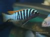 Metriaclima pyrsonotos Kambiri Reef