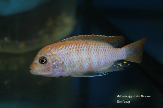 Metriaclima pyrsonotos Kambiri Reef (O samec)
