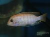 Metriaclima pyrsonotos Kambiri Reef (O samec)
