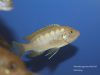Metriaclima pyrsonotos Kambiri Reef (samice)