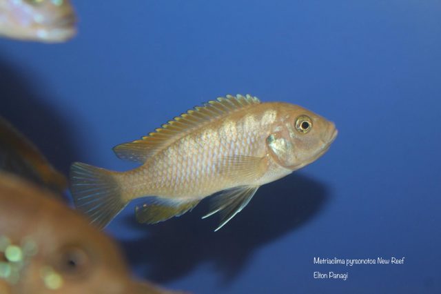 Metriaclima pyrsonotos Kambiri Reef (samice)