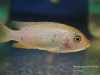 Metriaclima pyrsonotos Kambiri Reef (O samice)