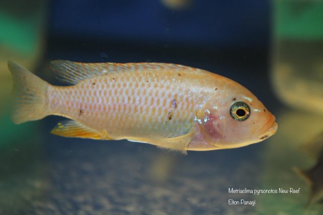 Metriaclima pyrsonotos Kambiri Reef (O samice)