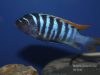 Metriaclima pyrsonotos Kambiri Reef