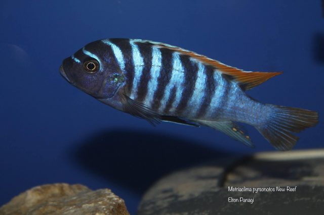 Metriaclima pyrsonotos Kambiri Reef