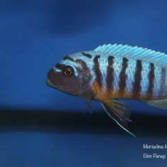 Metriaclima fainzilberi