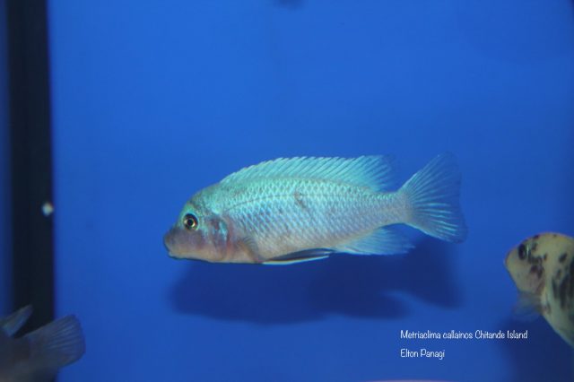 Metriaclima callainos Chitande Island