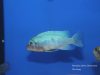 Metriaclima callainos Chitande Island