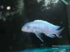 Metriaclima callainos Chitande Island
