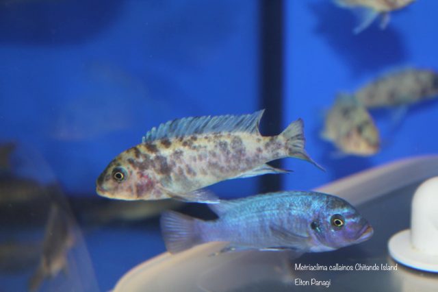 Metriaclima callainos Chitande Island (OB samice)