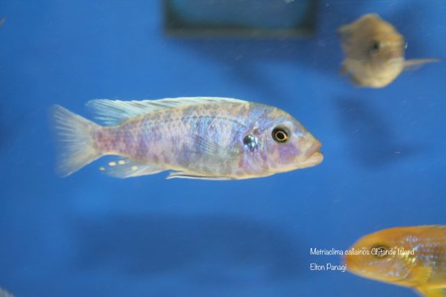Metriaclima callainos
