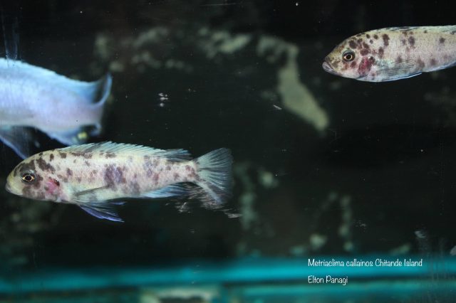 Metriaclima callainos Chitande Island (OB samice)