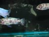 Metriaclima callainos Chitande Island (OB samice)