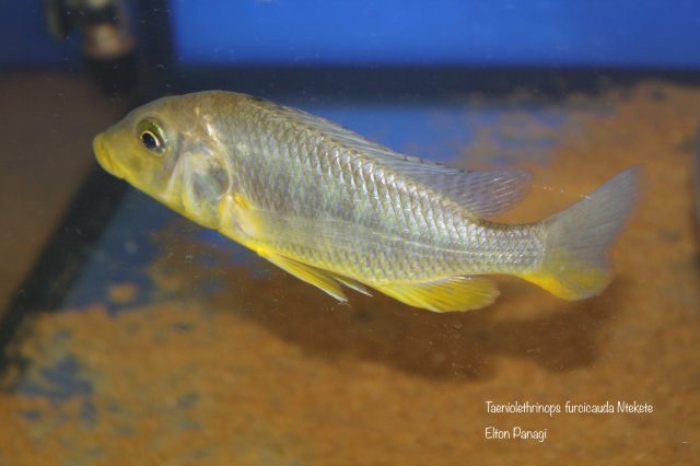 Taeniolethrinops furcicauda