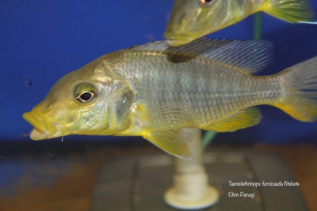 Taeniolethrinops furcicauda Ntekete