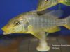 Taeniolethrinops furcicauda Ntekete