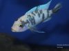 Metriaclima zebra