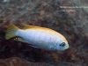 Metriaclima pyrsonotos Kambiri Reef (O samec)