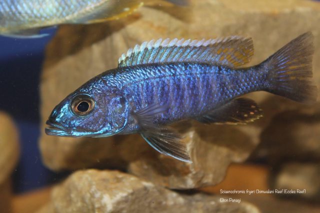Sciaenochromis fryeri (samec)