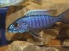 Sciaenochromis fryeri (samec)