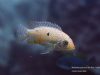Metriaclima pyrsonotos Kambiri Reef (O samice)