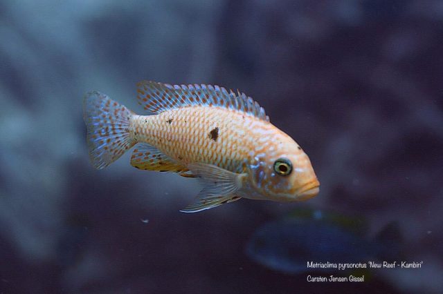 Metriaclima pyrsonotos Kambiri Reef (O samice)