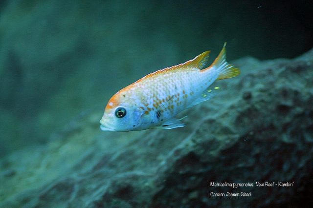 Metriaclima pyrsonotos Kambiri Reef (O samec)