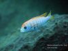 Metriaclima pyrsonotos Kambiri Reef (O samec)