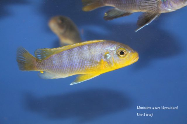 Metriaclima aurora Likoma Island