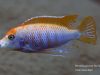 Metriaclima pyrsonotos Kambiri Reef (O samec)