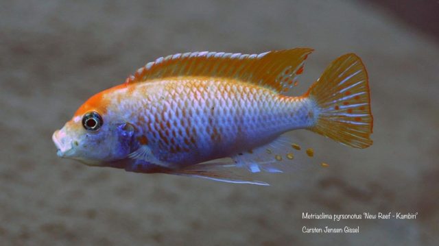 Metriaclima pyrsonotos Kambiri Reef (O samec)