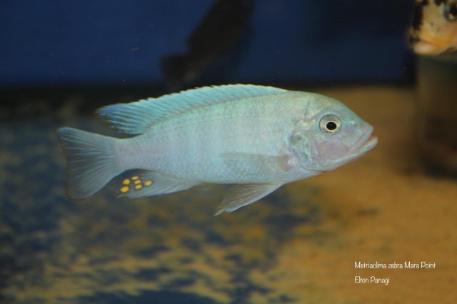Metriaclima zebra Mara Point