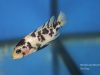 Metriaclima zebra Mara Point (OB samice)