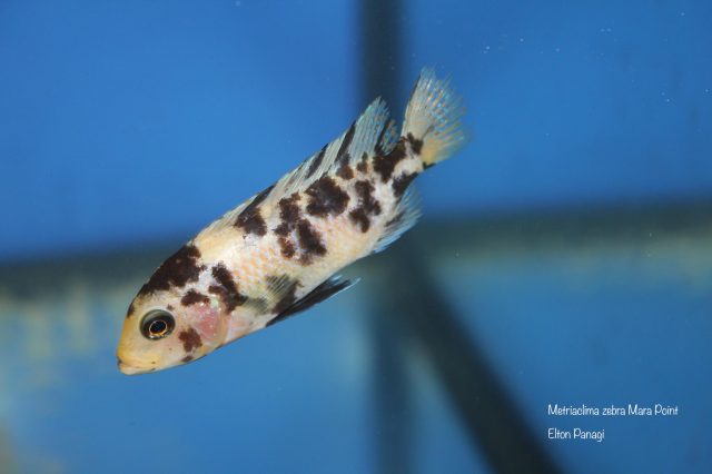 Metriaclima zebra Mara Point (OB samice)