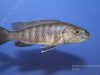 Sciaenochromis fryeri (samice)