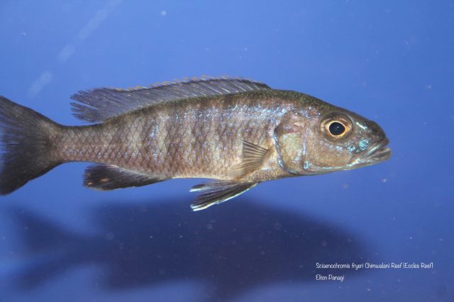 Sciaenochromis fryeri (samice)