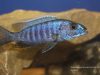 Sciaenochromis fryeri (samec)